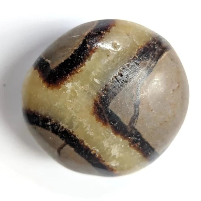 Septarian Palmstone