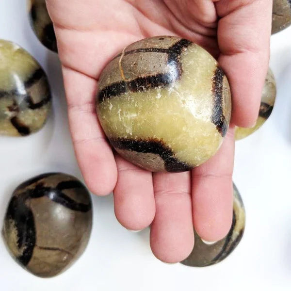 Septarian Palmstone